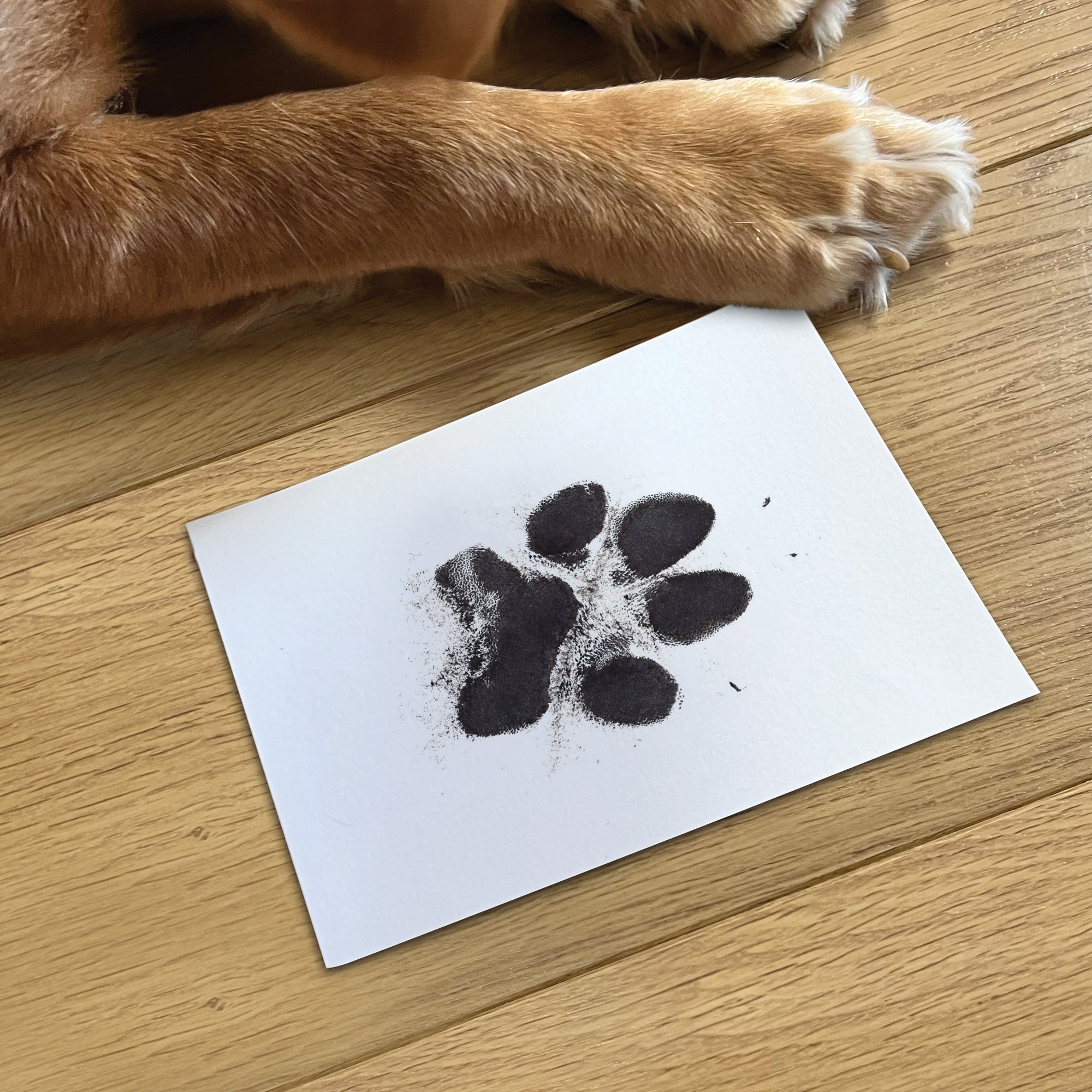 Pet paw impression kit sale