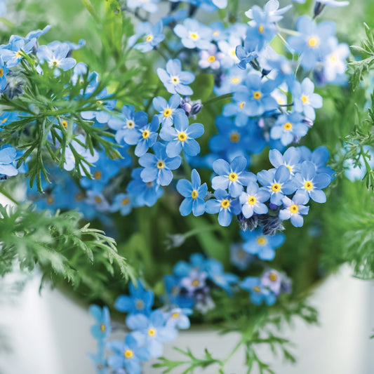 Forget-Me-Not-Seeds