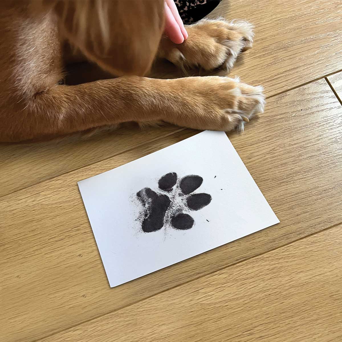 Pet Paw Print Ink Kit Dog Paw Print Kit Cat Paw Print Kit Oh So pet-paw-print-ink-kit-dog-paw-print-kit-cat-paw-print-kit-oh-so